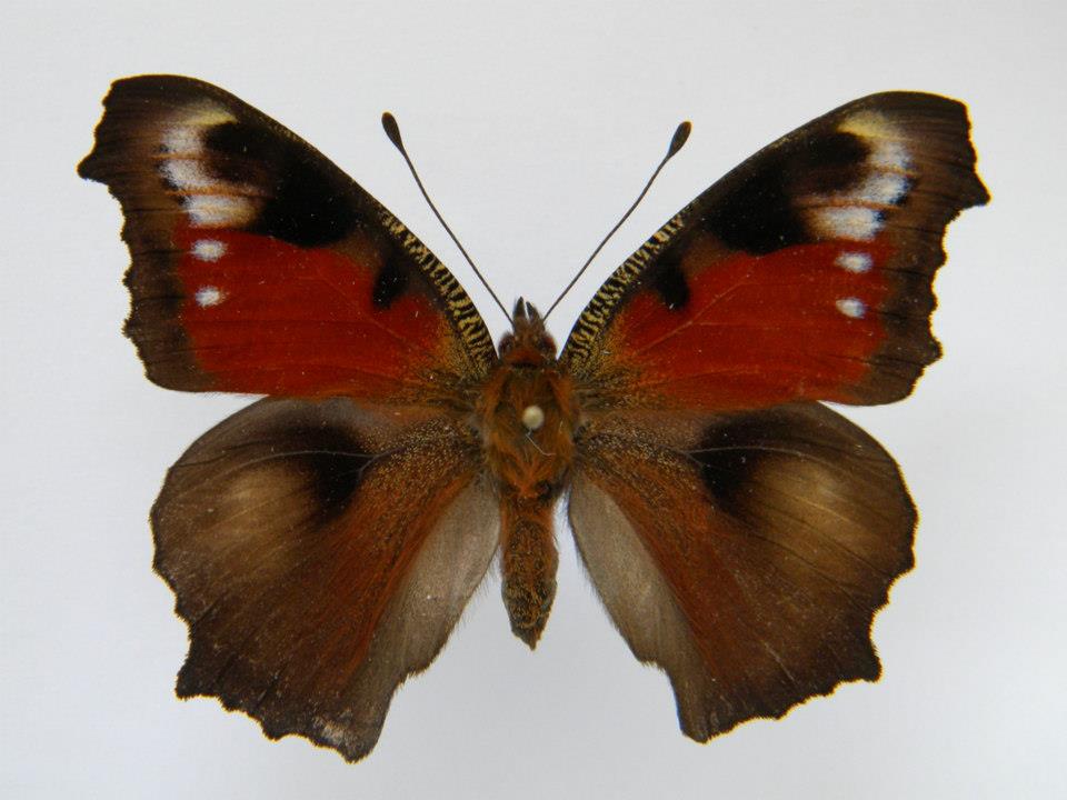 Inachis io AB (Internet Image property of respective owner, non-commercial use only)